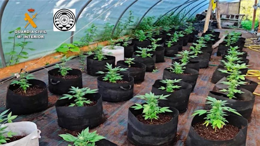 Detenidos dos responsables de un club de cannabis en Canarias