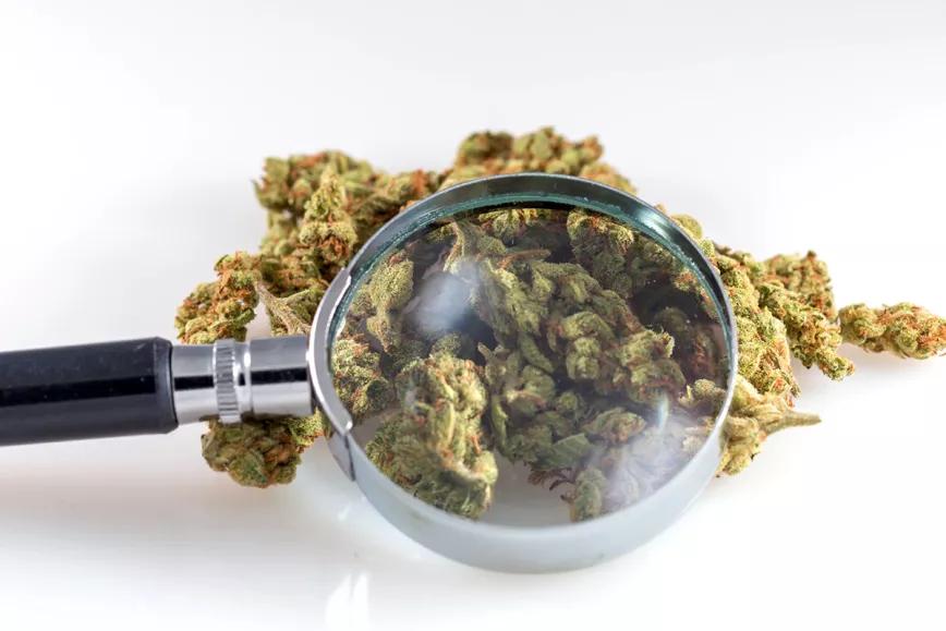 El Gobierno argentino invierte en proyectos de investigación con cannabis 