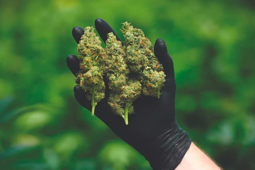 Proponen importar cannabis de Canadá para venderlo en los coffeeshops holandeses 