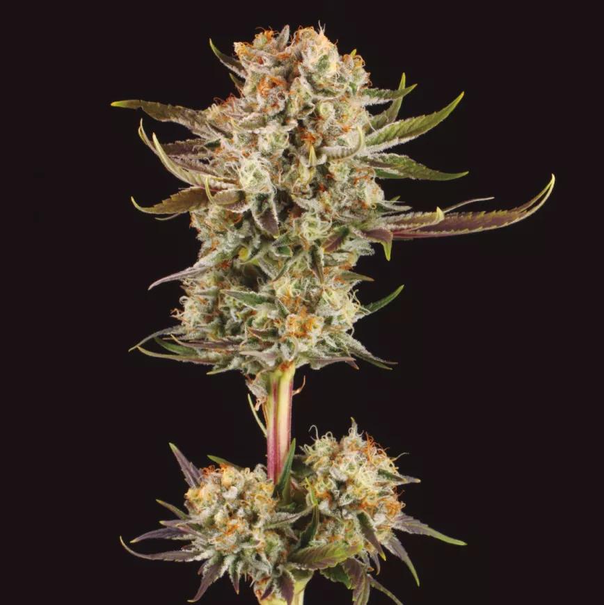 Triton Biscotto Lime Auto: una pequeña gran dama californiana