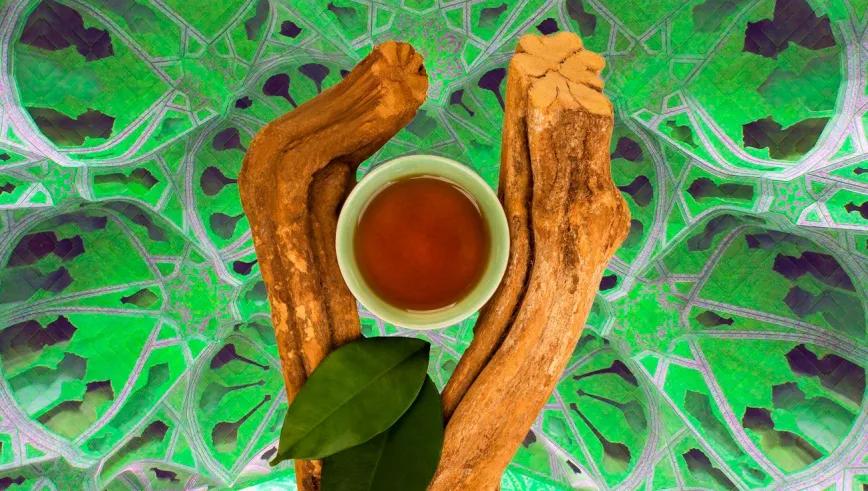 Investigadores de todo el mundo piden el fin de la persecución de la ayahuasca en España