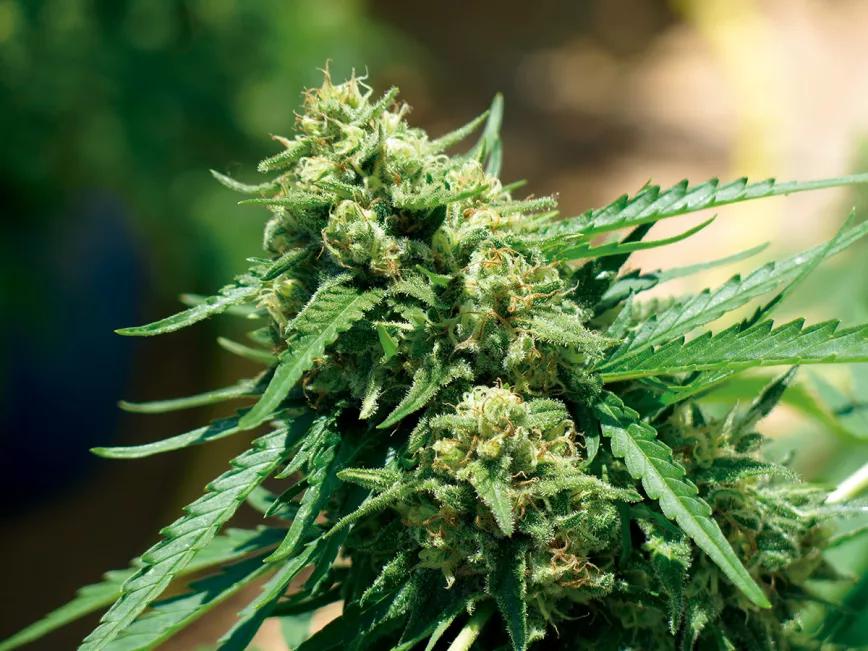 Las raíces del cannabis: el secreto bajo tierra 