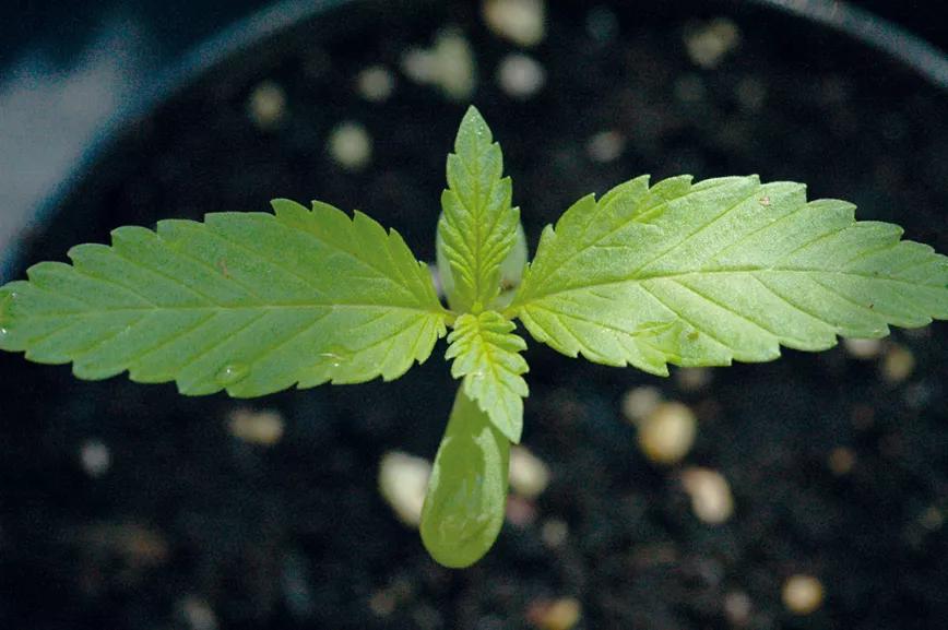 Siembra en diciembre: doce trucos y consejos 