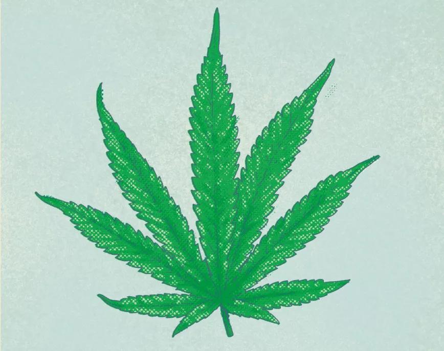 ¿Cómo puedo aprovechar las hojas? 