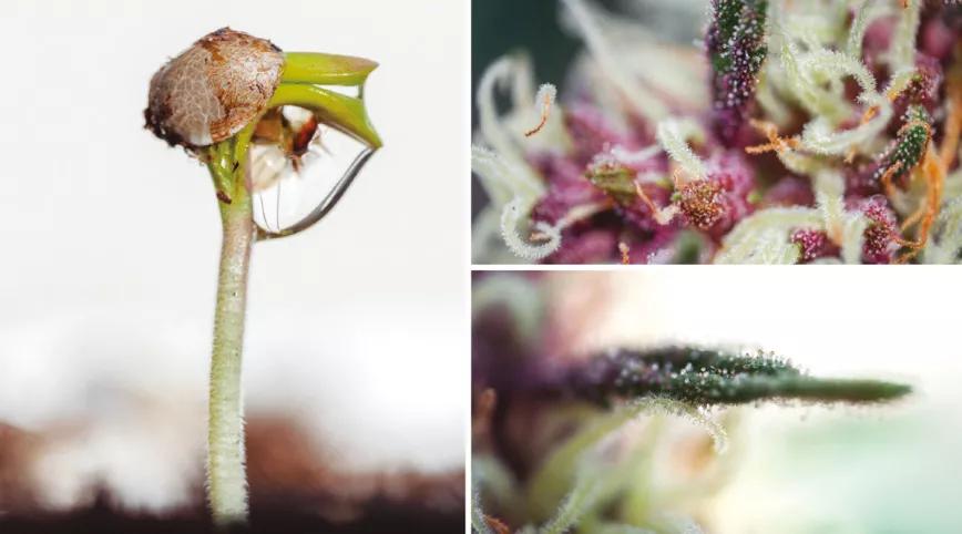 Mendocino Chanel Kush