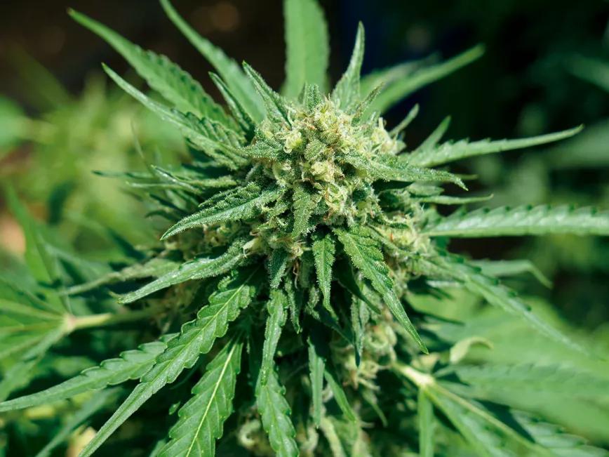 LDI, un concepto casi mágico 