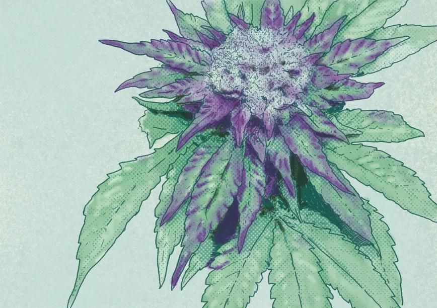 Profesor Cáñamo ¿Cómo puedo hacer cogollos morados? 