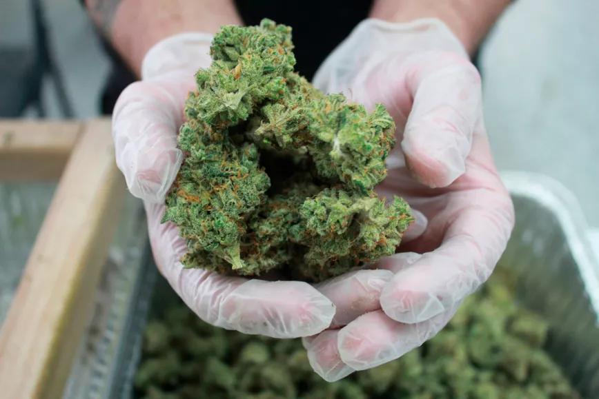 La justicia italiana falla a favor del comercio de CBD y cáñamo 