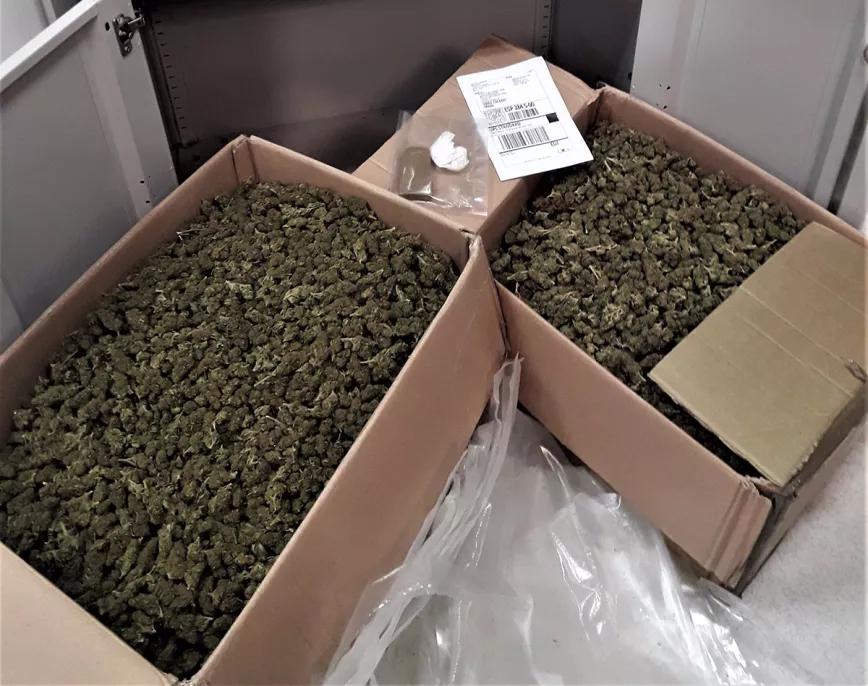 Detenidos por importar 12 kg de cogollos sin importar su contenido de THC