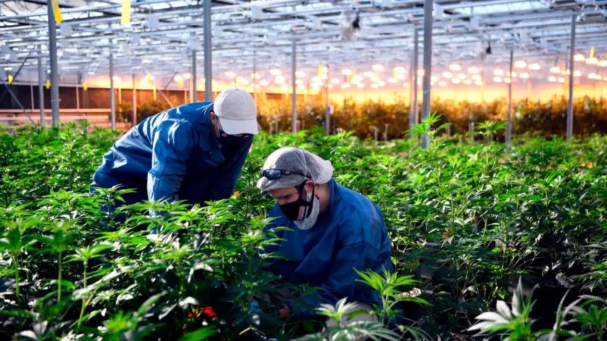 Ámsterdam también quiere una planta de producción de cannabis legal 