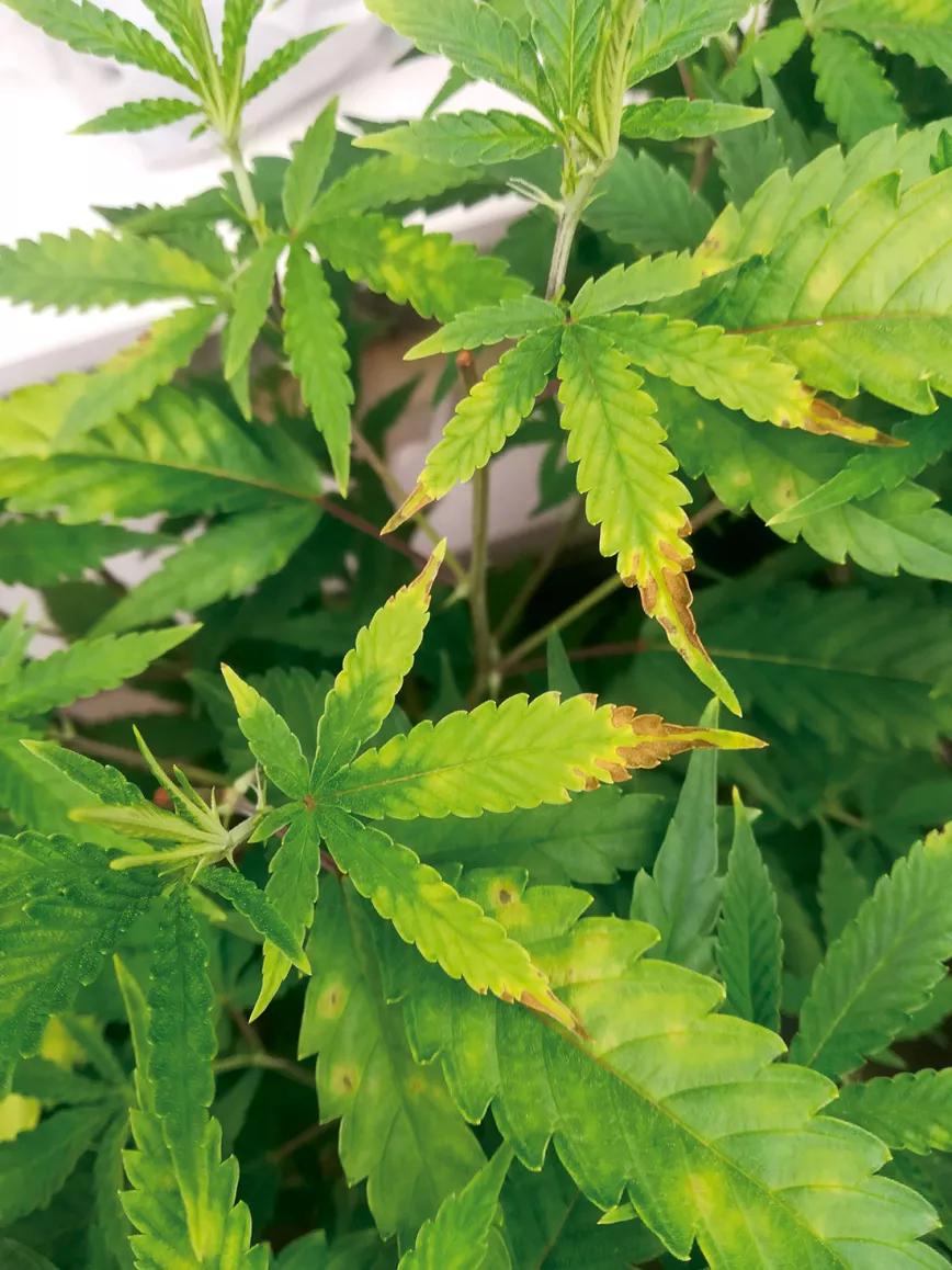 Guía de diagnóstico de carencias y enfermedades 