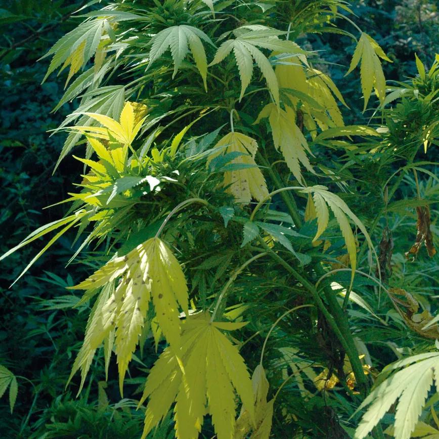 Guía de diagnóstico de carencias y enfermedades 