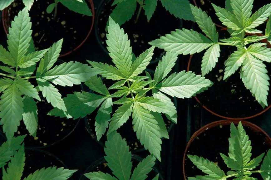 Las hojas bien abiertas y horizontales muestran una planta sana que busca captar la mayor cantidad de luz posible. 