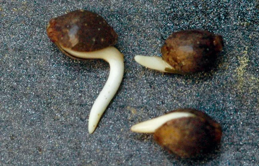 Trasplantaremos las semillas a una maceta en cuanto se abran y antes de que la raíz crezca mucho. 