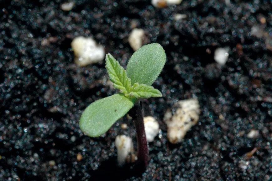 En los primeros días las plántulas son muy débiles y necesitan protección frente a la lluvia, el viento fuerte y las plagas, sobre todo las babosas y los caracoles. 