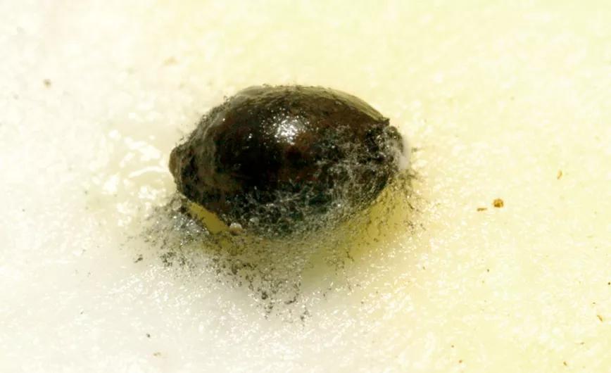 A veces las semillas están muy débiles y tardan tanto en abrirse que se acaban enmoheciendo antes. 