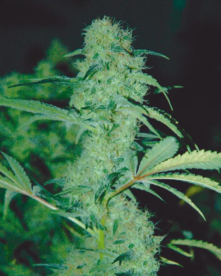 Un ‘indoor’ de bajo mantenimiento 