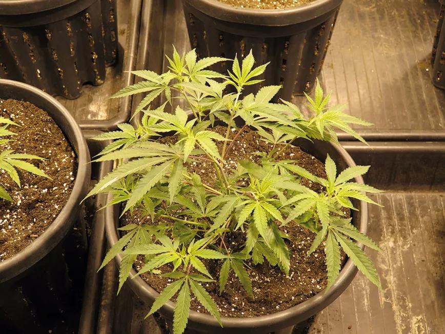 En una semana, esta planta entrará en floración y desarrollará unas ocho ramas principales. 