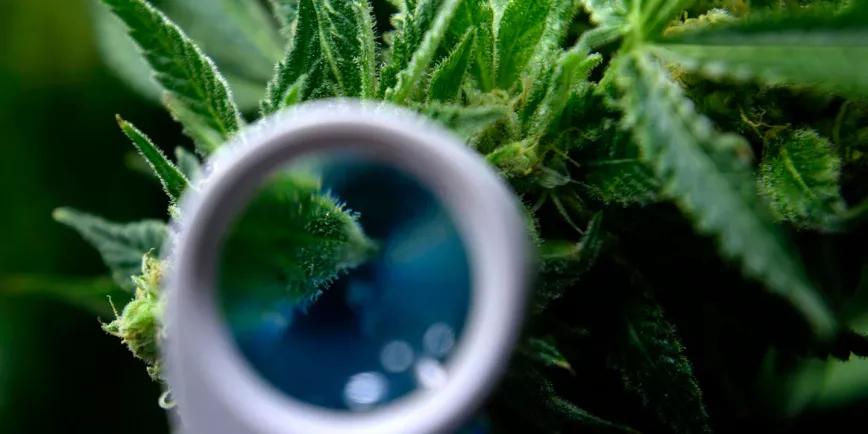 El Departamento de Salud de EE UU está revisando la prohibición de la marihuana