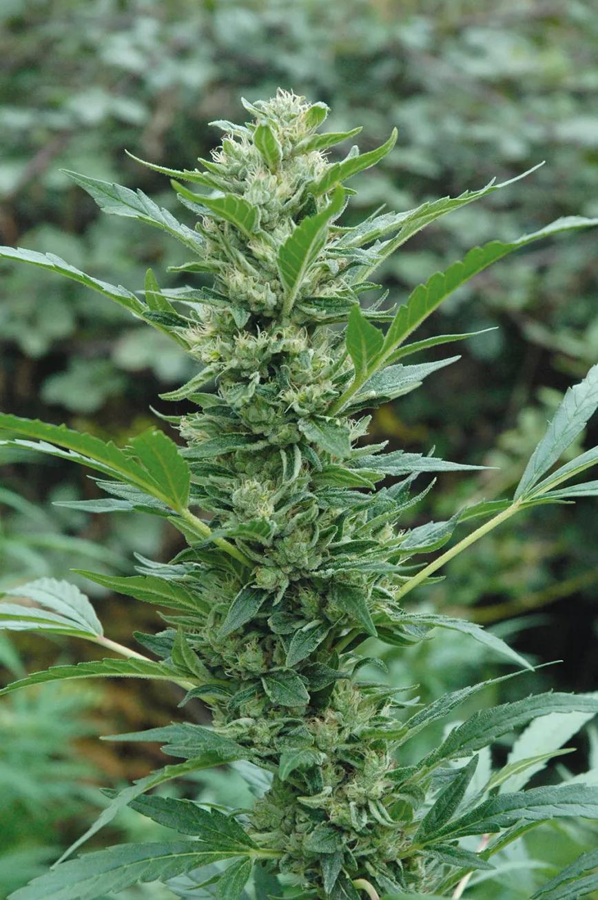 Buscaremos siempre genéticas que se adapten al espacio disponible y al clima de nuestra zona. 