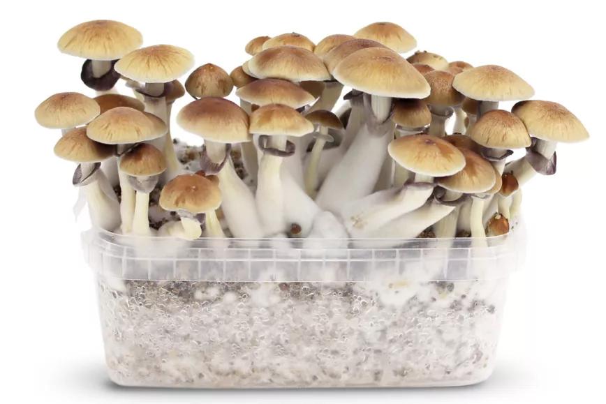 Oregón entrega la primera licencia de cultivo de setas alucinógenas