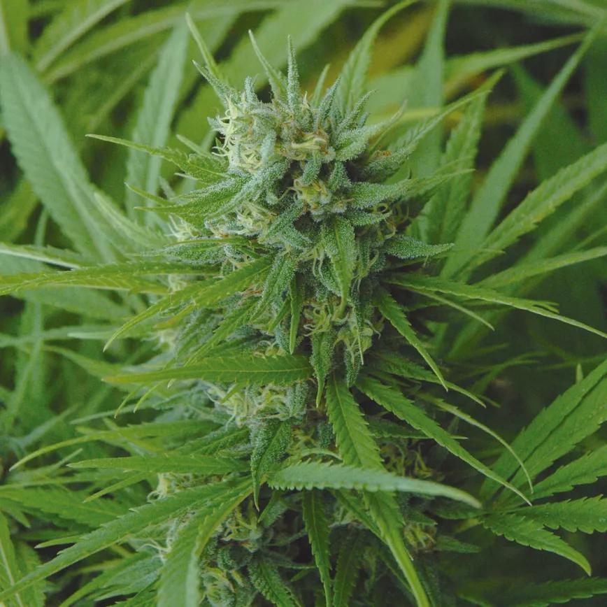 Las plantas cultivadas de forma realmente orgánica suelen estar muy sanas y vigorosas. 