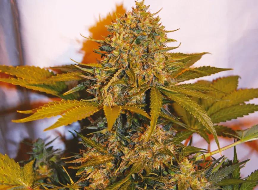 Northern Light x Big Bud Ryder 