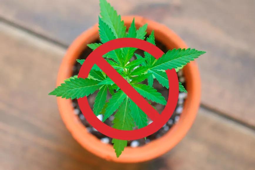 El Supremo canadiense permite la prohibición del autocultivo en Quebec