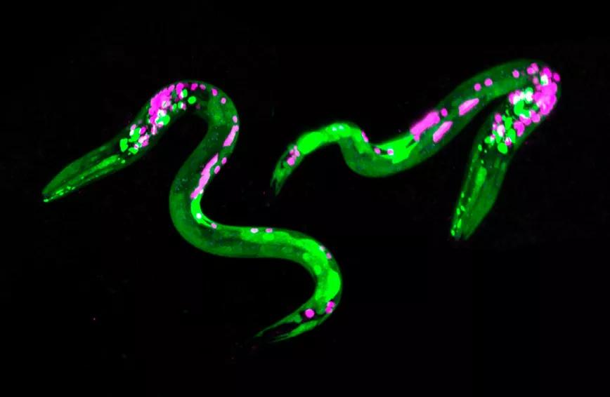 Los gusanos también prefieren la comida calórica si están colocados de cannabinoides 
