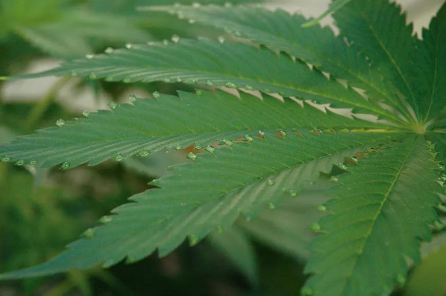 La técnica de la fertilización foliar: abono en pulverización. 