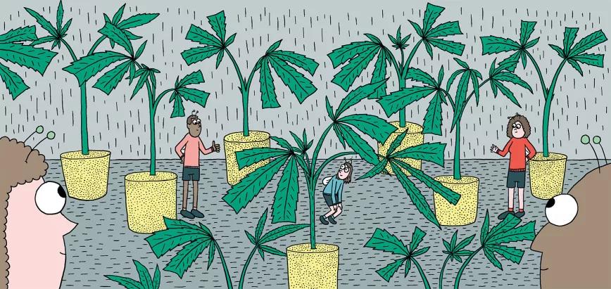 Sacar nuestros propios esquejes en diez pasos