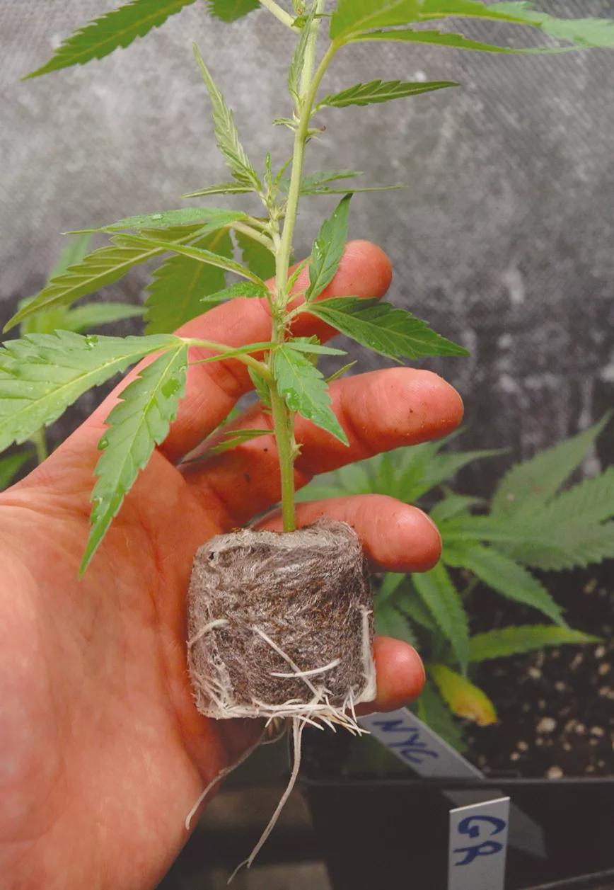 Sacar nuestros propios esquejes en diez pasos