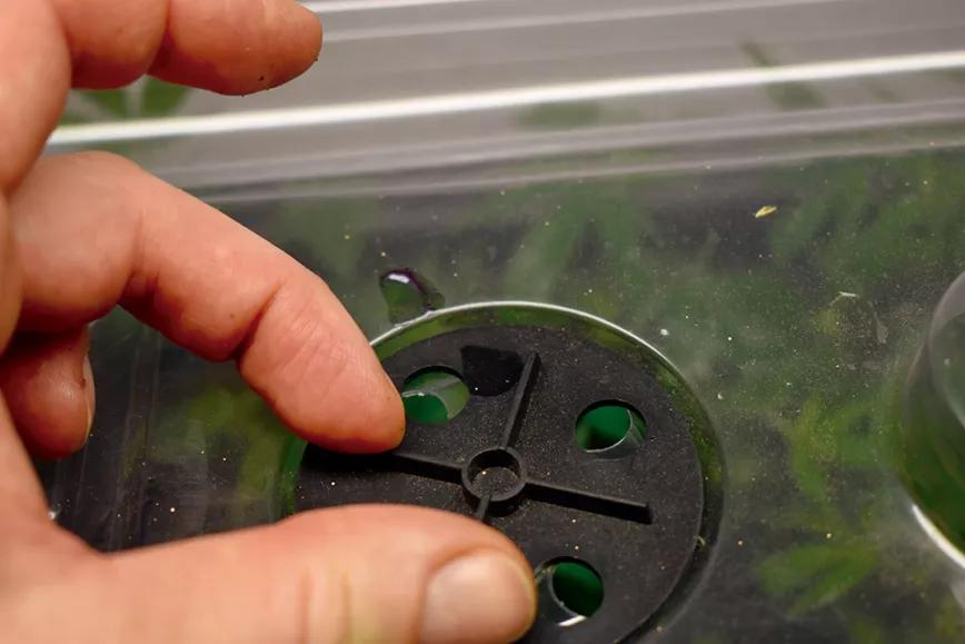 Sacar nuestros propios esquejes en diez pasos