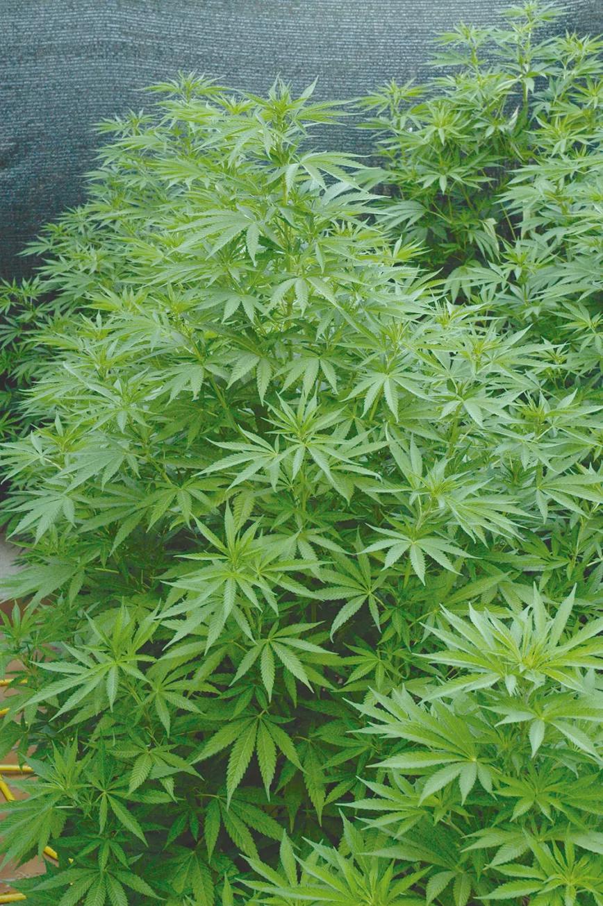 Ocho trucos para la fase de crecimiento 