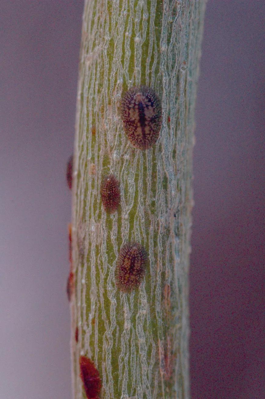 Ocho trucos para la fase de crecimiento 