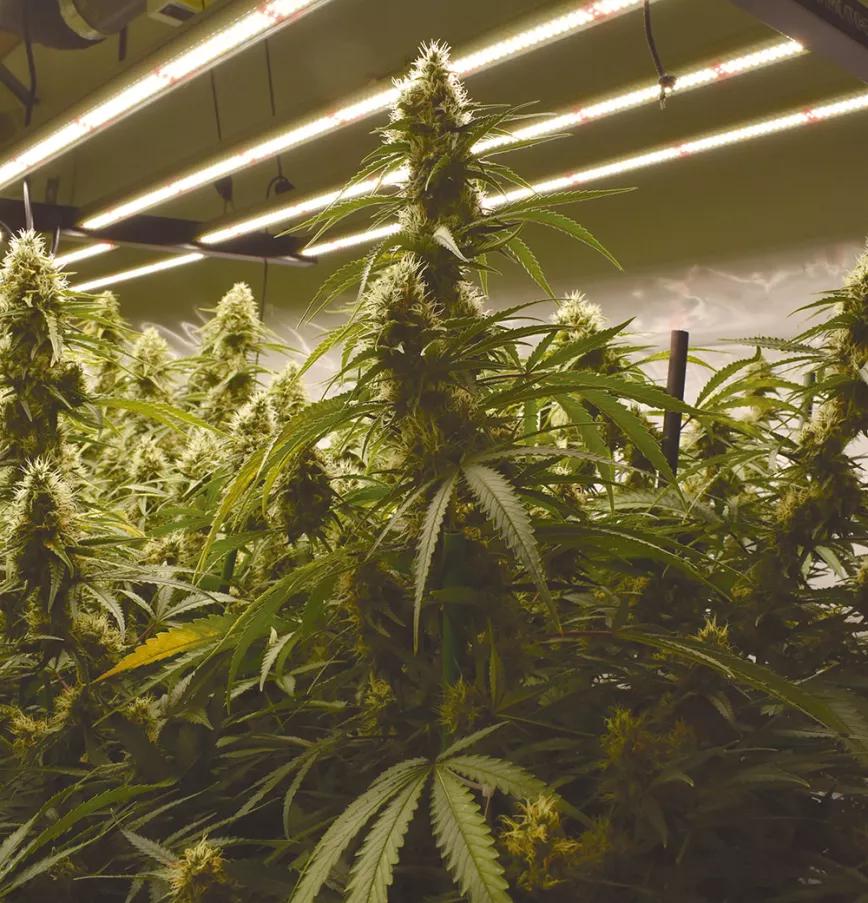 Las plantas grandes y fuertes no suelen verse afectadas por una población pequeña de moscas. 