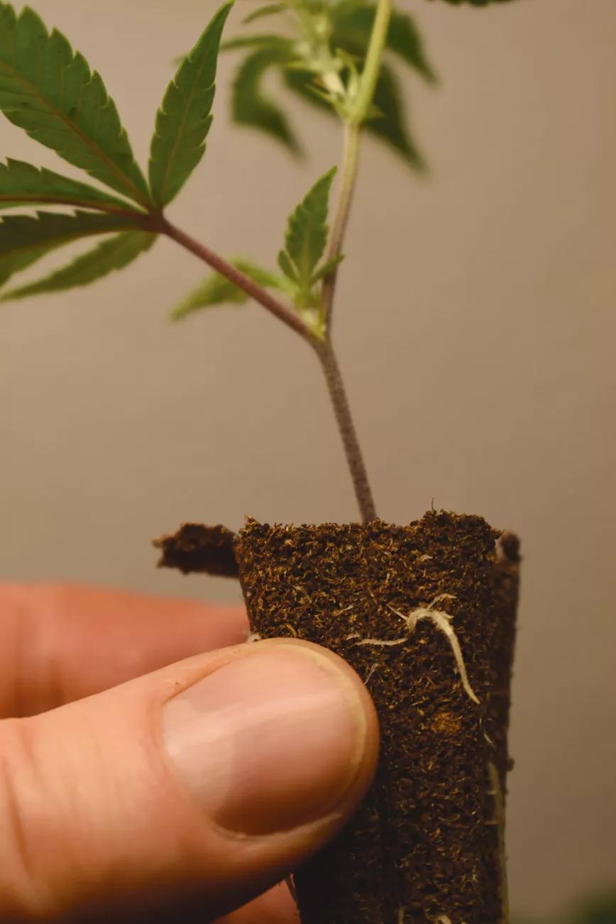 Pequeñas y molestas: control de las moscas del mantillo 