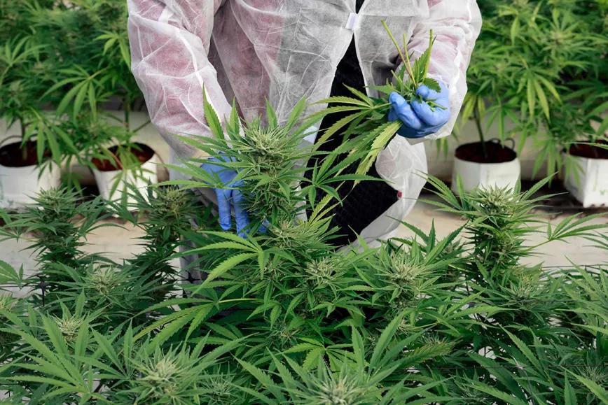 La industria del cannabis medicinal en Costa Rica arranca con la primera licencia 