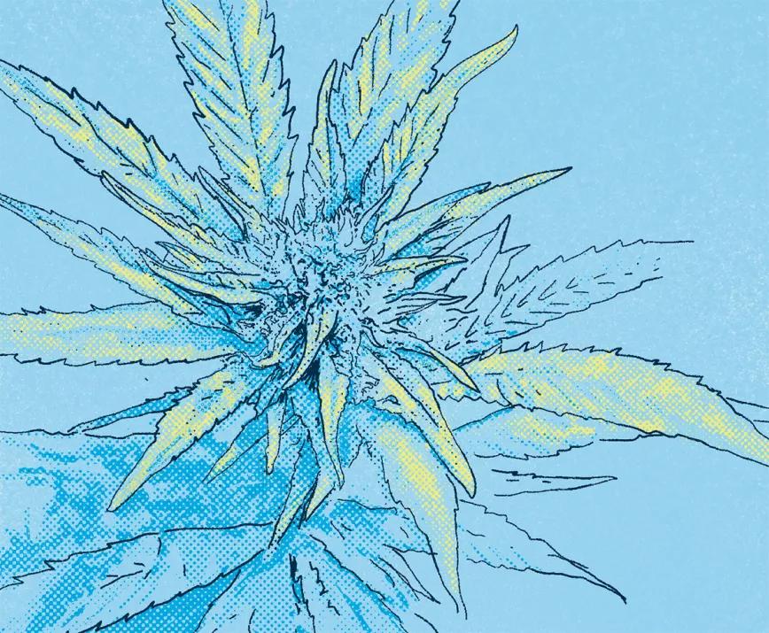 ¿Qué le falta a mi planta? 