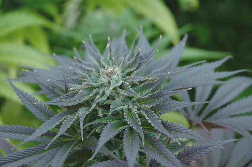 Cogollos morados y cómo potenciarlos