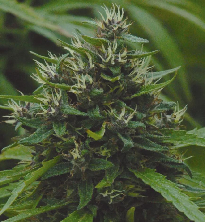 Cogollos morados y cómo potenciarlos