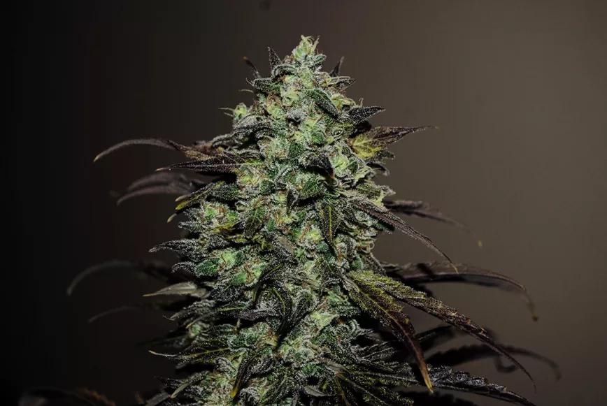 Eleven Roses Early Version, finalizando el proceso de maduración. 