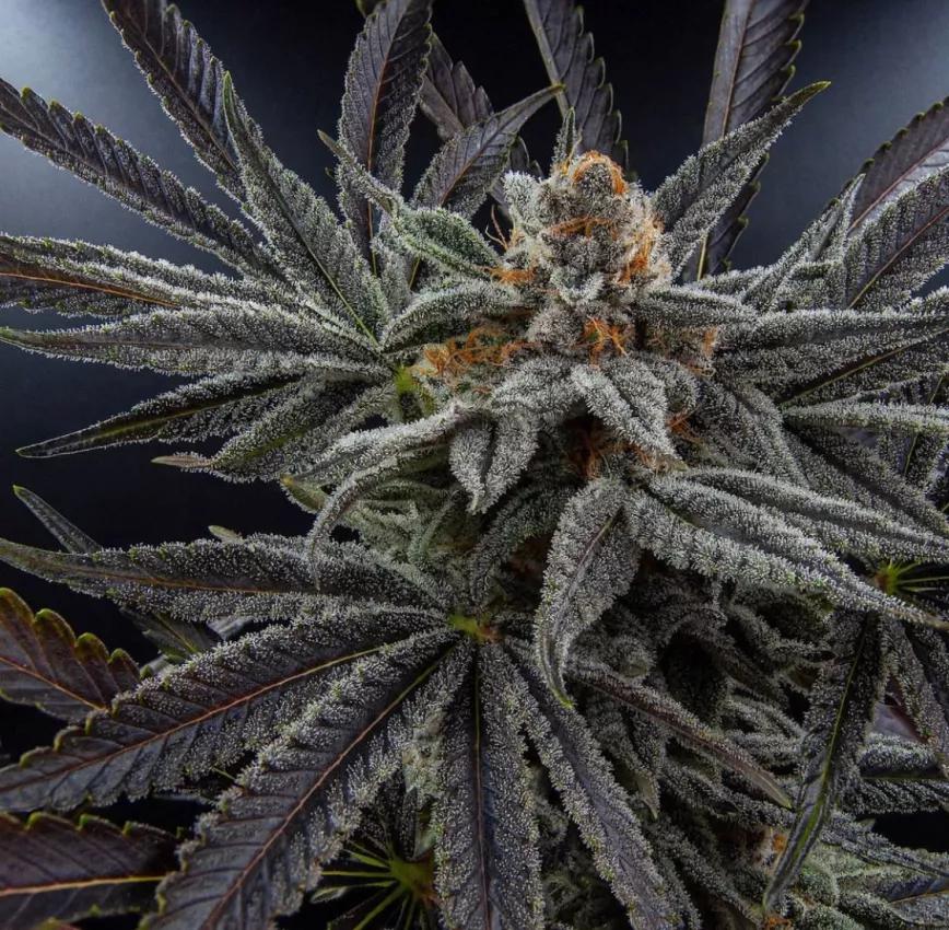  Eleven Roses Early Version, en la segunda semana de floración.