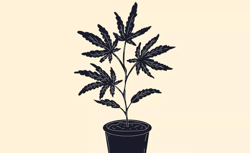 Trasplantar las autoflorecientes