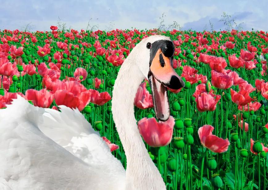 Cientos de cisnes se vuelven adictos al opio en Eslovaquia 