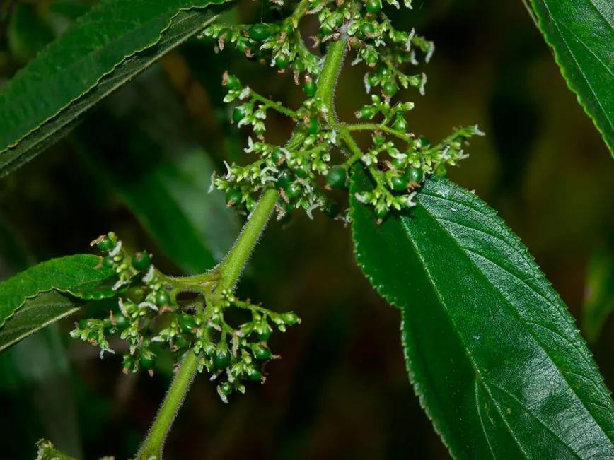 Descubren una planta que produce CBD y no es cannabis
