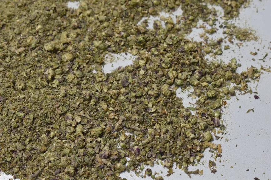 Cuando se desmenuza un cogollo con PGR vemos como siguen quedando pequeñas bolitas duras. 