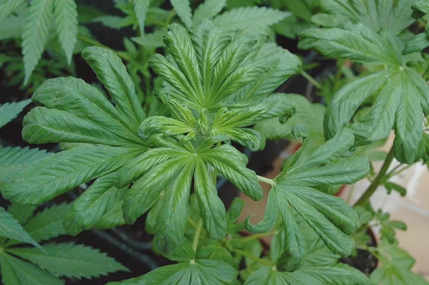 El exceso de abono es muy perjudicial: las plantas se bloquean y no pueden desarrollarse bien. 