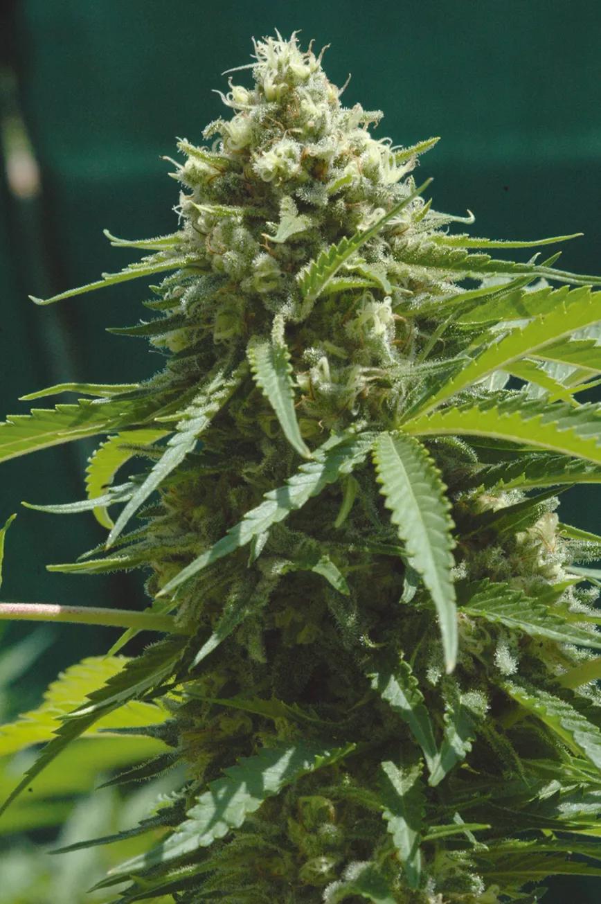 Un cogollo fabrica la mayor parte de su resina en las últimas semanas de floración: hay que tener paciencia y no adelantar la cosecha. 