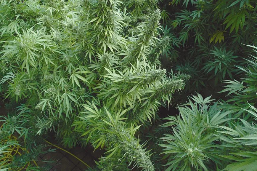 Los cultivos de guerrilla, en un suelo fértil, se encuentran entre los más productivos. 